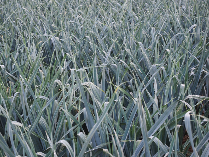 ackerl auchs, blade of grass, wicked leeks, leek greenhouse, green color, spanish onion, tranquility, day, allium, arable, leek growing, leek field, no people