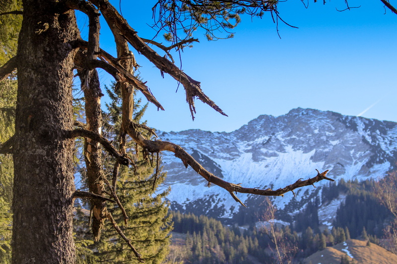 mountain, snow, nature, mountain range, tree, tranquility, plant, green, panorama, trunk, branch, snowcapped mountain, sky, outdoors, snowy, beauty in nature