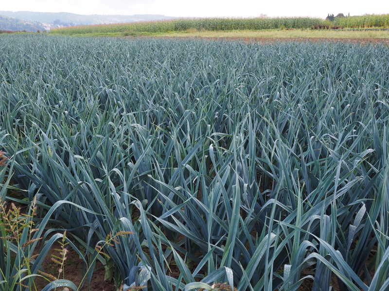 allium porrum, asch leek, Field, 4K, welsch onion, meat onion, sky, leek greenhouse, landscape, no people, winter leek, agriculture, tranquility, leek growing