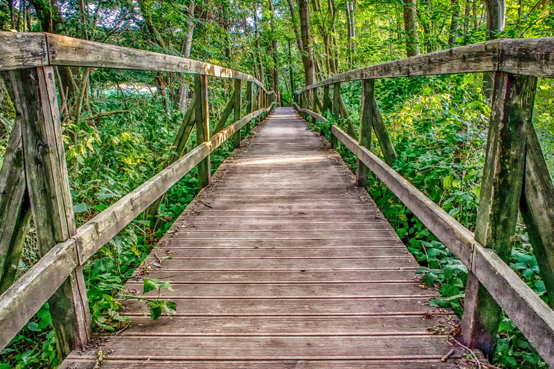 growth, diminishing perspective, wood - material, broadband, endless, plant, landscape, bamboo - plant, web, tranquility, transition, boardwalk, direction