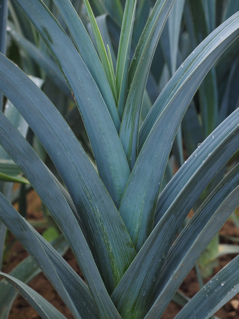 4K, spanish onion, welsch onion, meat onion, pineapple, winter leek, leaf, botany, focus on foreground, outdoors, plant part, leek greenhouse, no people