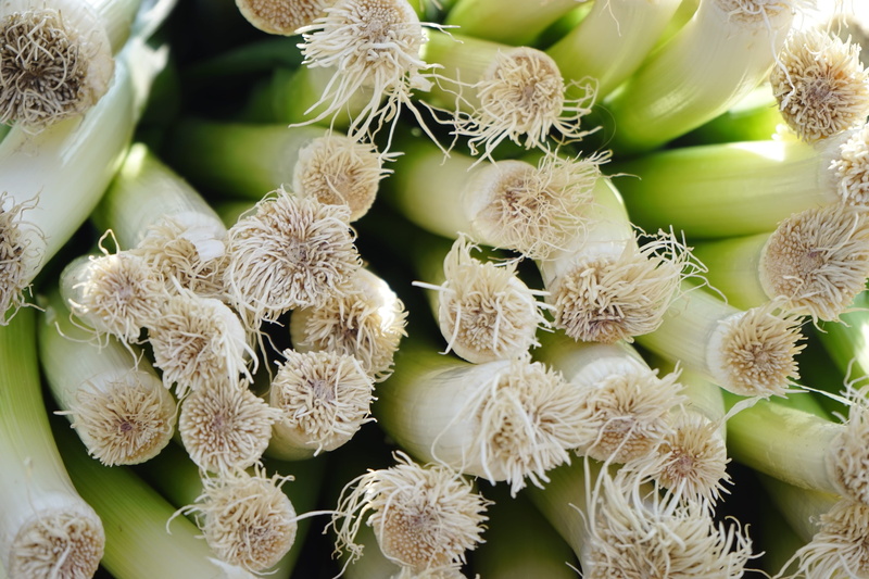 spanish onion, leek, asch leek, food, nature, day, green color, allium, close-up, focus on foreground, beauty in nature, welsch onion, wellbeing, vegetables