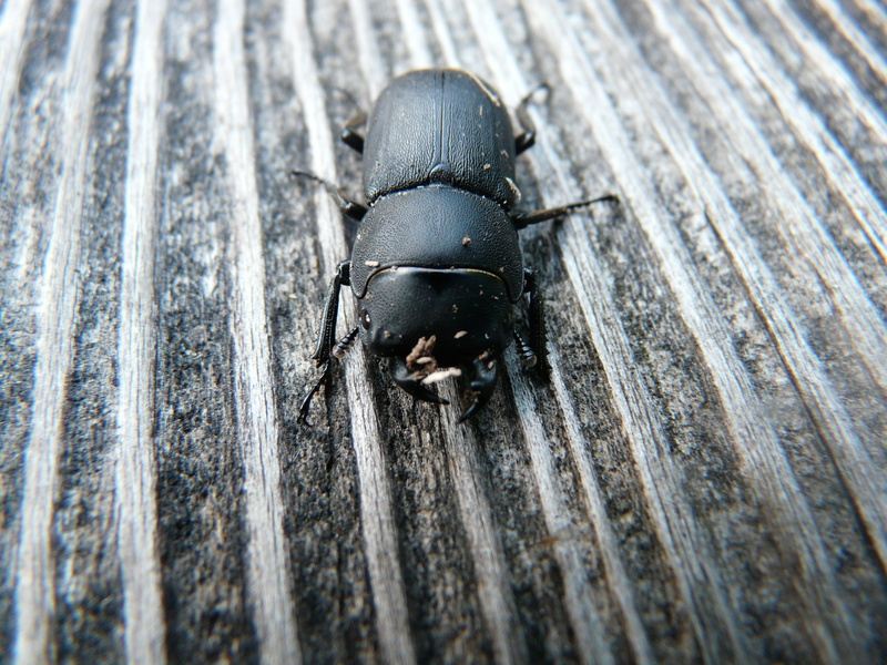 no people, wood - material, animals in the wild, head, 2K, diurnal, neck shield, black color, insect, nocturnal, tweezers, animal wildlife, outdoors, day