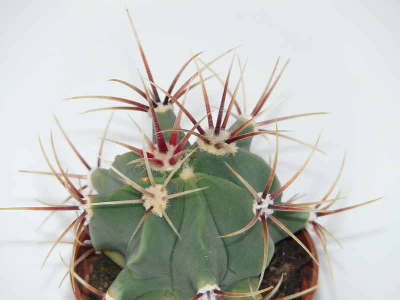 beauty in nature, close-up, ferocactus latispinus, 2K, broadband, indoors, thorn, spiky, no people, spur, cactus, plant, ferocactus, nature, sepal, growth