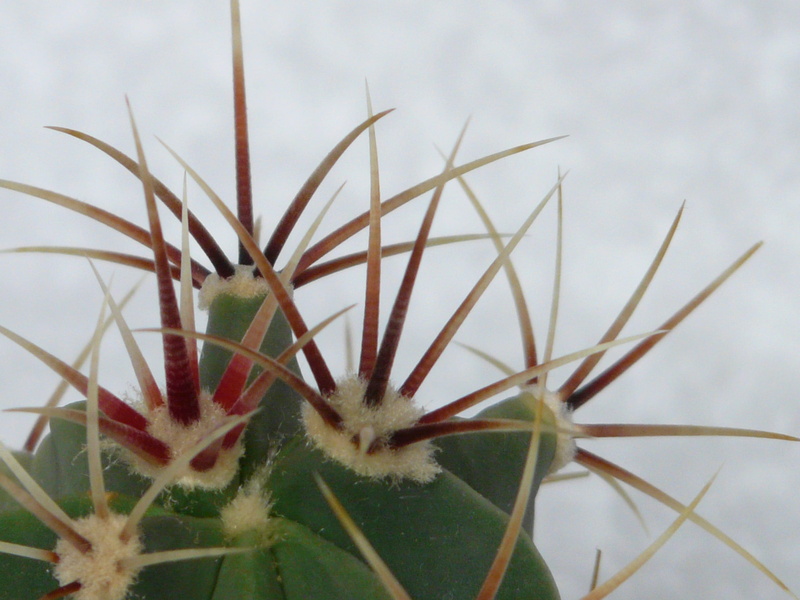 Cactus, green, prickly, Spur, spiked, broadband, cactaceae, growth, vulnerability, cactus greenhouse, thorn, sharp, flower, beauty in nature, outdoors