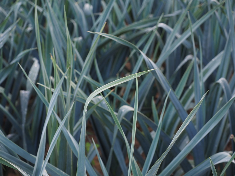 4K, leek growing, Field, leaf, vegetables, outdoors, selective focus, wicked leeks, green color, plant, arable, nature, welsch onion, focus on foreground