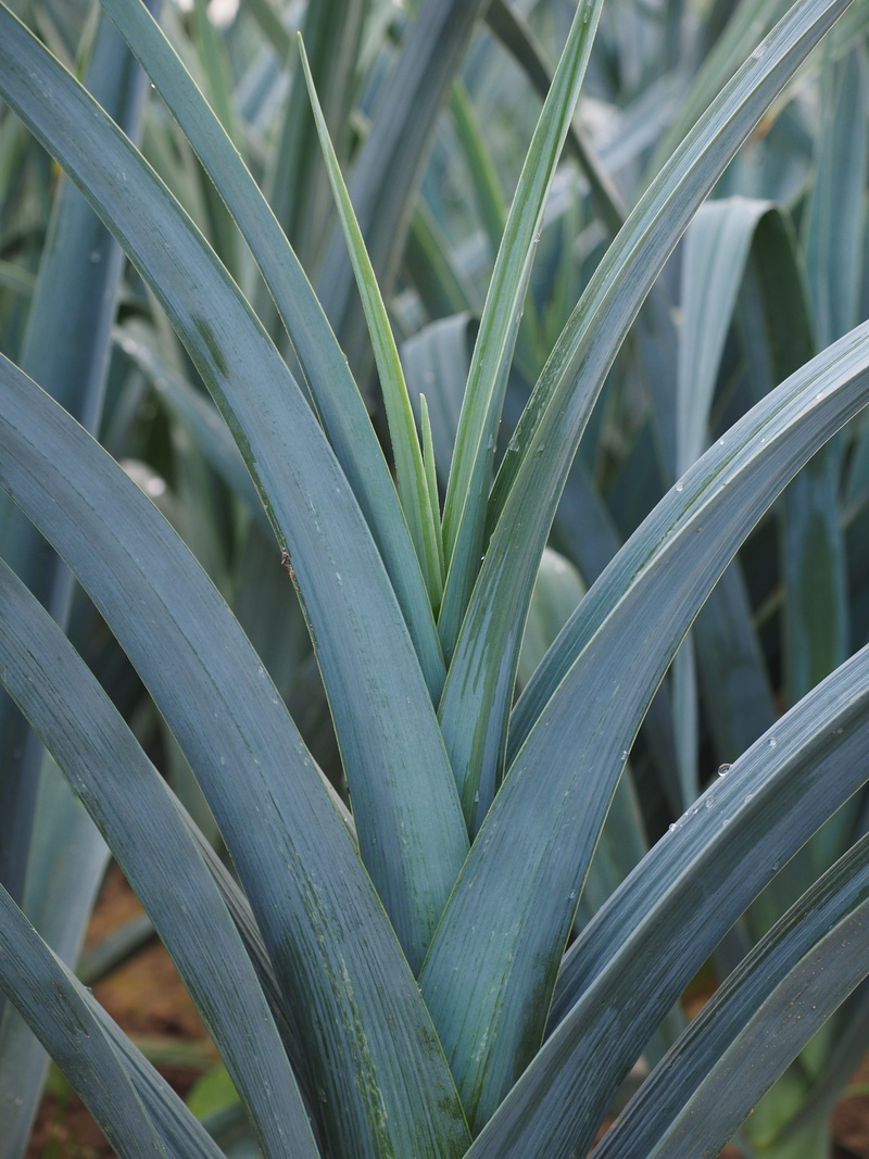 allium ampeloprasum, outdoors, high angle view, winter leek, ackerl auchs, aloe vera plant, vegetables, leaf, focus on foreground, asch leek, freshness