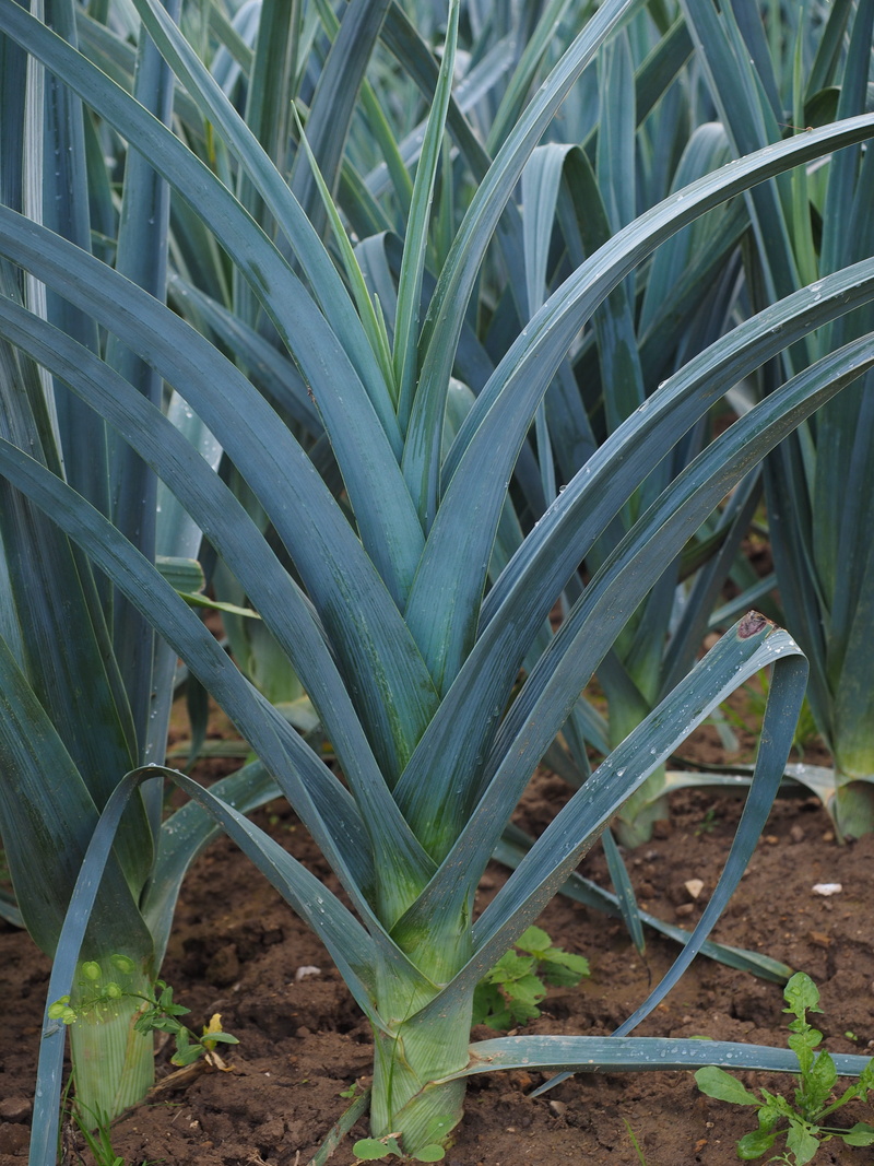 leek greenhouse, day, leek field, green color, beauty in nature, Field, front or back yard, plant, pattern, no people, leek growing, allium, plant part