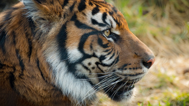 nature, zoo, danger, outdoor, feline, big Cat, focus, animal, undomesticated Cat, wildlife, 1080P, endangered Species, carnivore, daytime, fo, shallow