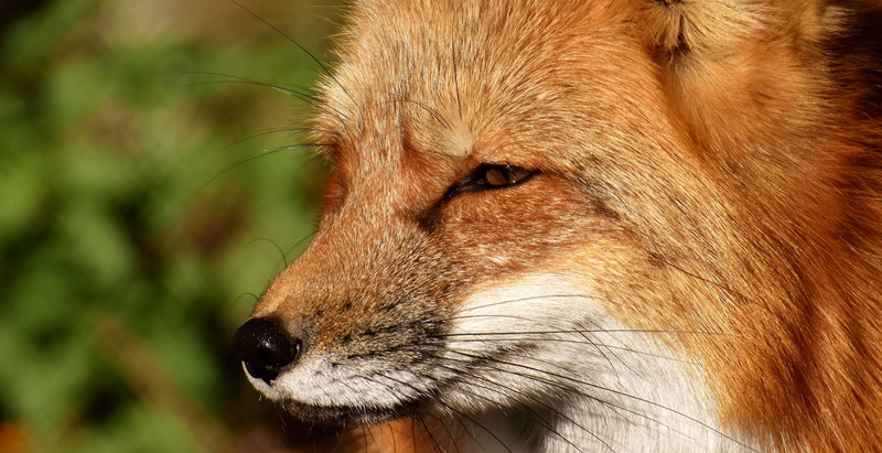 wildlife photography, profile view, animal world, dog, close-up, domestic, mammal, animal, snout, wild animal, animal wildlife, animal themes, vertebrate