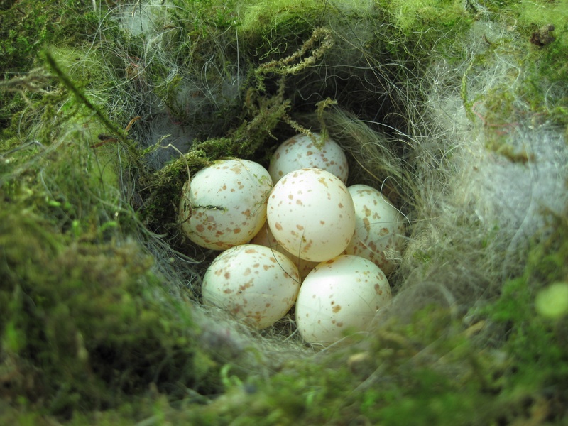 nature, eggs, animal egg, fo, no people, freshness, animal nest, organic, tit nest, close-up, growth, day, bird, beginnings, food, nesting place, photo