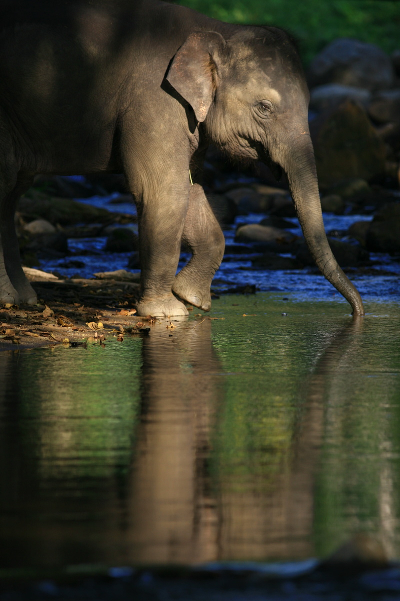 animals In The Wild, 4K, animal, animal wildlife, reflection, mammal, water, drinking, outdoors, large, herbivorous, drink, river, nature, day, ear, waterfront