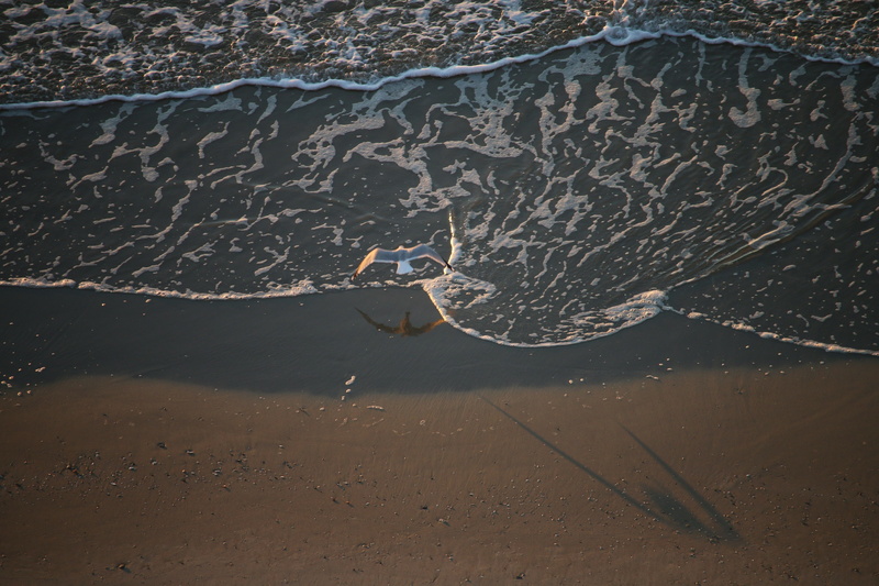 nature, sand, Myrtle Beach SC, waves, high angle view, water, reflection, animal themes, outdoors, puddle, animals, land, city, sea, 5K, seagulls, beach
