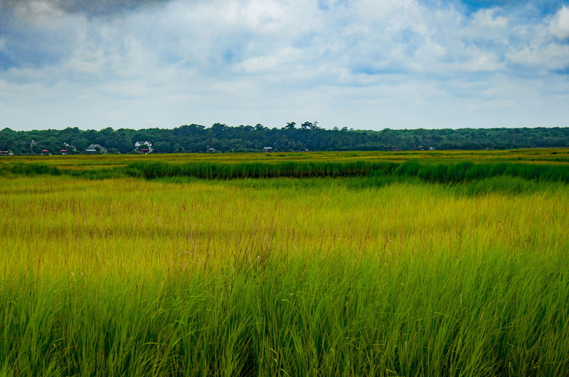 sc, agriculture, nature, land, growth, marsh, environment, rural scene, scenics - nature, charleston, beauty in nature, outdoors, field, american, 4K