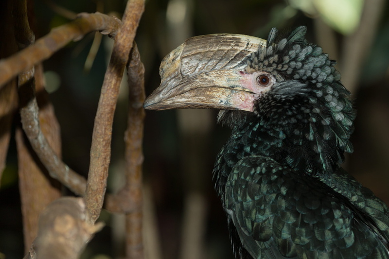 hornbill, zoo, africa, day, animal wildlife, ethiopia, silvery-cheeked hornbill, animal themes, animal head, animal, silvery, animals in the wild, 2K