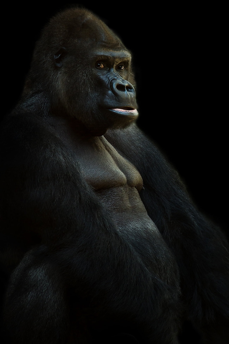 1080P, dominant, watch, animals in the wild, large, mammal, animal themes, animal, closeup, looking away, looking, primate, silverback, dark, studio shot