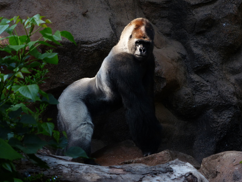 mountain gorilla, black, leader, vertebrate, nature, bear, solid, rock, endangered Species, mammal, forest, animal wildlife, imposing, 4K, one animal