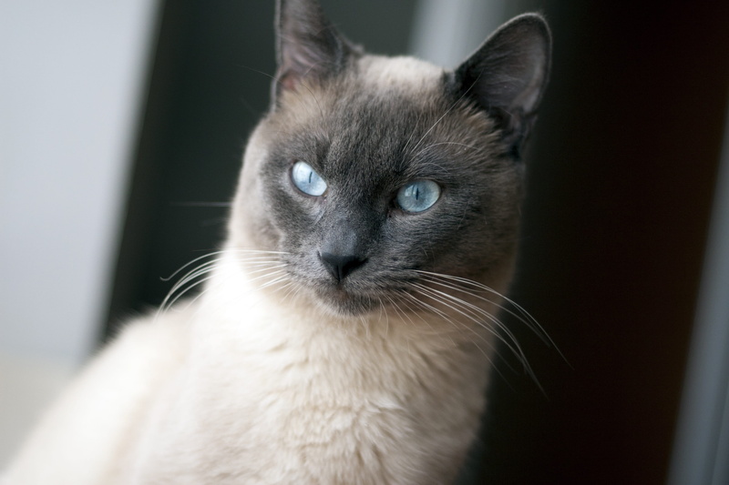 vertebrate, animal head, 2K, pets, animal, siemens, animal body part, close-up, cat, domestic, animal themes, domestic cat, no people, pet, one animal