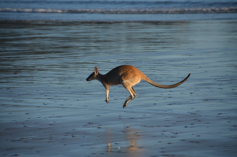 herbivorous, vertebrate, water, day, hop, jumping, domestic animals, motion, animal themes, land, sea, animal wildlife, marsupial, 4K, outdoors, kangaroo