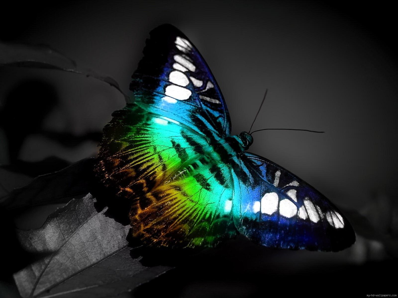 blue, black, fluo, white, 720P, green, butterfly, animal, background, rainbow