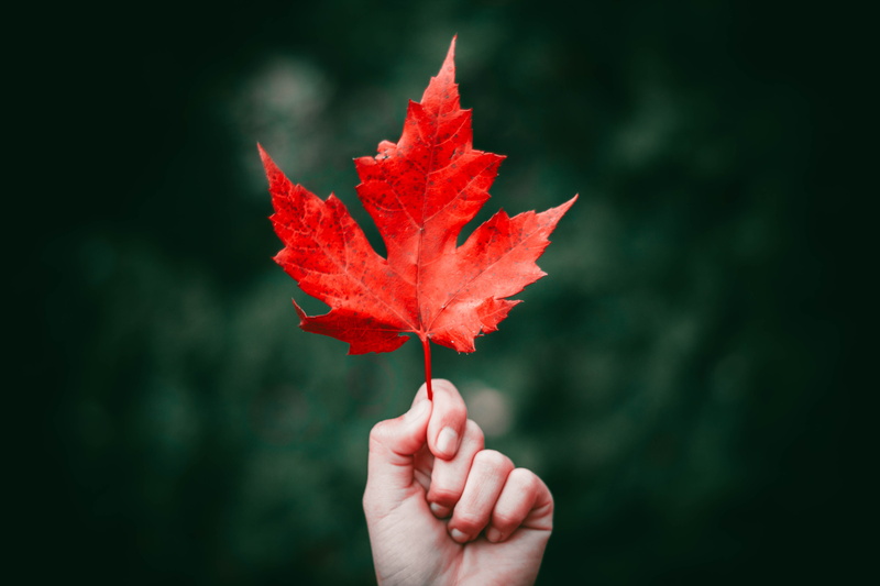 autumn, plant part, s, human hand, leaves, red, body part, change, human body part, person, finger, outdoors, flower, maple, holding, maple leaf, 5K, focus on foreground