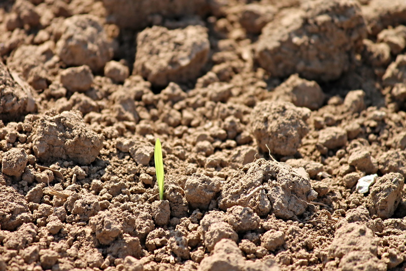 sprouting, climate, close-up, ground, outdoors, agricultural economics, day, field, frisch, beauty in nature, 2K, sprout, plant, arable, food, land, live new