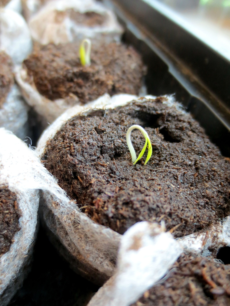 soil, spring, selective, white, life, vulnerability, green, care, green plant, sapling, beginnings, farming, new life, environmental, gardening, growth