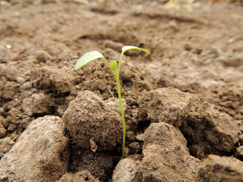 no people, growth, small, germ, field, seed, young, agriculture, 4K, dirt, grow, mud, green Color, vegetable, sapling, root, engine, food, land, seedling