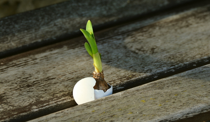 sprout, nature, renew, day, egg, live, 5K, plant part, freshness, hope, beginnings, wood - material, grow, shell, high angle view, live new, plant, resurrection