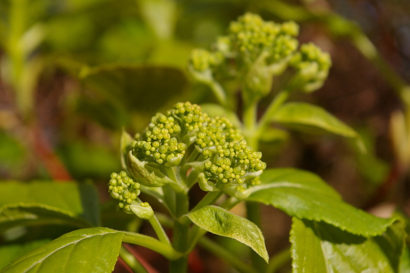 awakening, growth, food, spring, hydrangea, wellbeing, grow, young leaves, organic, frisch, no people, beauty in nature, live new, leaves, close-up, young