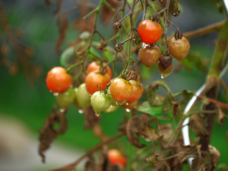 cultivation, dewdrop, 4K, plant part, healthy, food and drink, seeds, close-up, fruits, photography, branch, eat, focus on foreground, vegetable patch