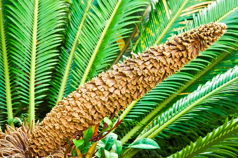 young leaves, spring awakening, pattern, leaves, plant, plant part, flora, natural pattern, garden, palm leaf, fresh shoots, focus on foreground, tree