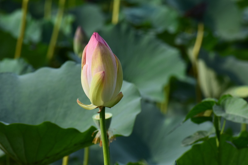 agriculture, petal, earth, green, outdoors, harvest, lake, flower, no people, forest, lily, leaf, healthy, vegetarian, farming, lotus water lily, botanical