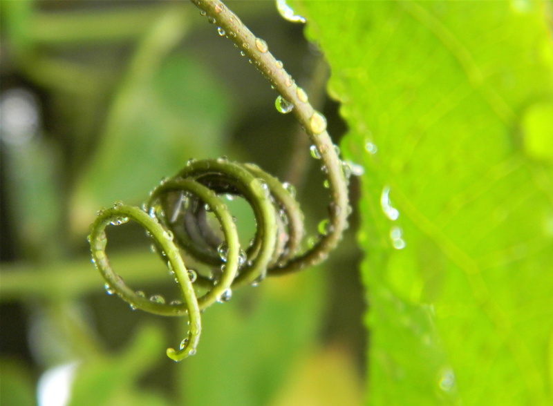 healthy, outdoors, fragility, green, curled up, legume, fresh, tendril, purity, vulnerability, garden, growing, wet, rain, dew, 2K, seedling, spring, organic