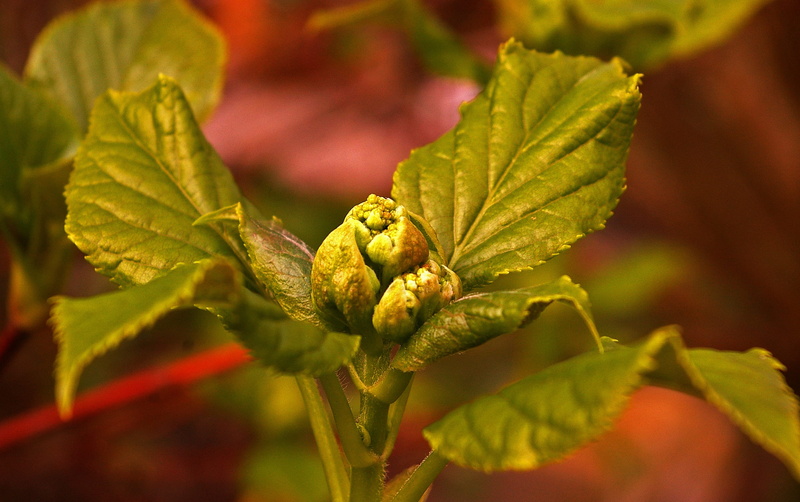 background, grow, hydrangea, 2K, structure, spring, food, scion, food and drink, climbing, leaves, green, animal wildlife, young leaves, bud, focus on foreground