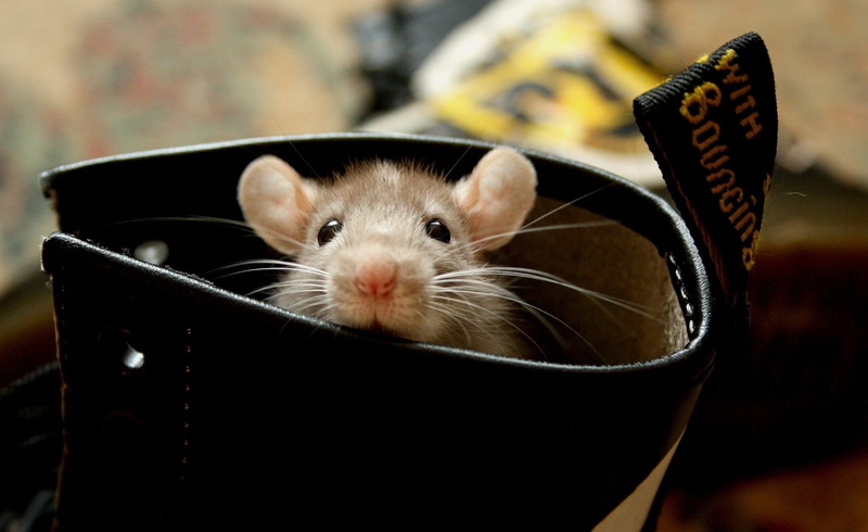 indoors, animal, pets, container, mammal, paw, looking at camera, domestic Animals, relaxation, ears, fluffy, animal head, fur, close-up, whisker, 1080P