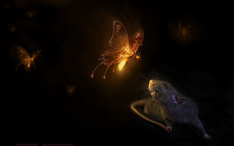 event, no people, backgrounds, animal wildlife, rat, firework display, butterfly, gray, animal, illuminated, vertebrate, rodent, small, cute, mammal, wildlife