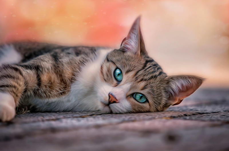 1080P, eyes, cat, brown, blue, cats, blue eyes, pets, pose, tabby, black