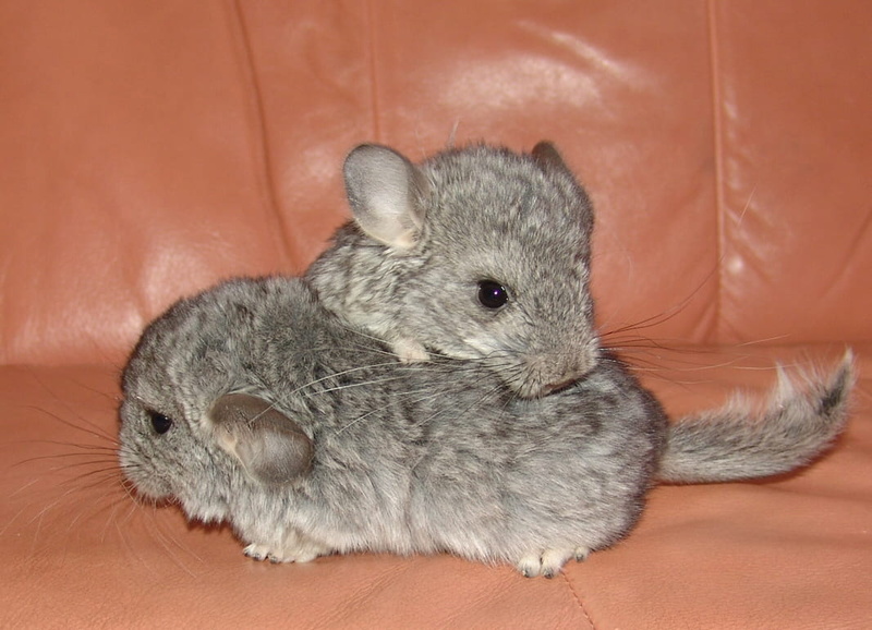 close-up, animals, gray, whisker, rodent, animal, animal head, chinchillas, indoors, relaxation, mammal, rodents, no people, mammals, playing, pets, chincillas