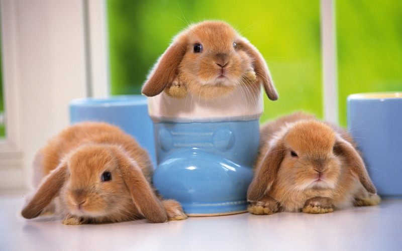 rabbits, three, Rabbit, Pet, pets, brown, Lovely, 1080P