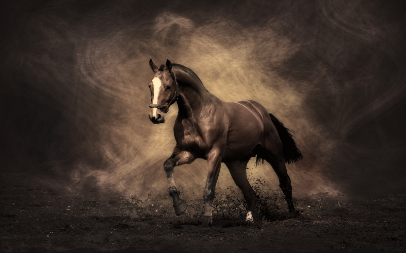 thoroughbred Horse, animal, paddock, domestic, livestock, smoke, meadow, riding, mammal, horse, beauty In Nature, full length, one animal, 2K