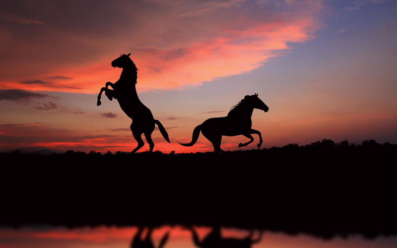 rearing, horse, running, silhouette, photo, horses, 2K, animals, cute
