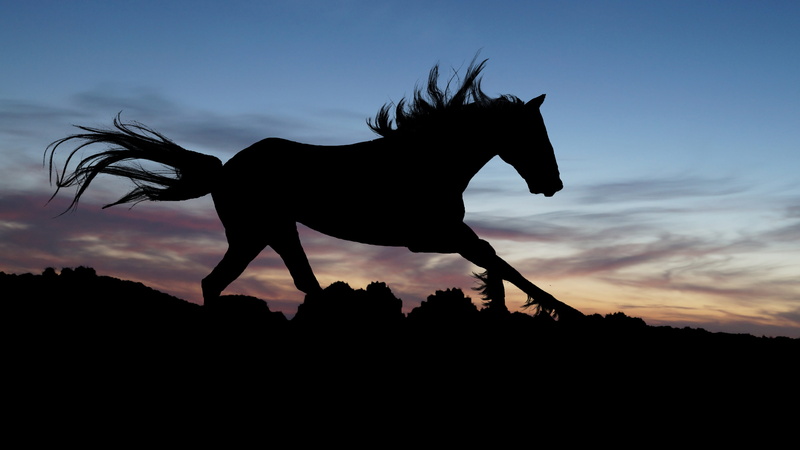 representation, animal representation, silhouette, herbivorous, sunset, silhouettes, 4K, expensive, digital composite, animal, dusk, domestic animals