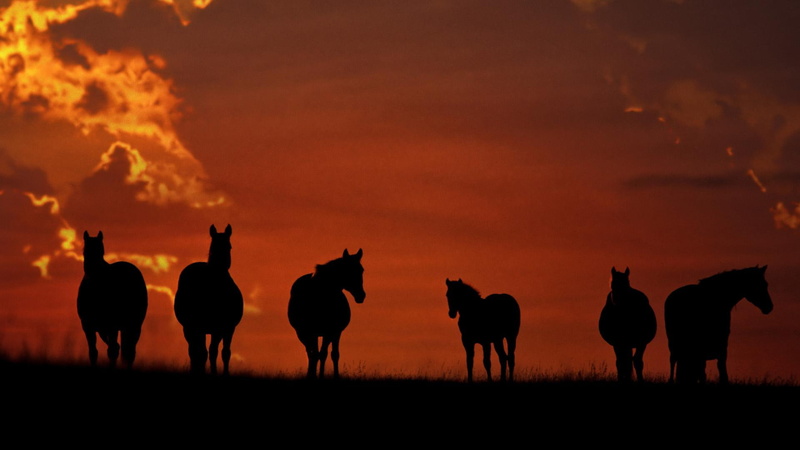 1080P, beauty, wild, clouds, six, animals, landscape, painting, animal, horses, horse, silhouette