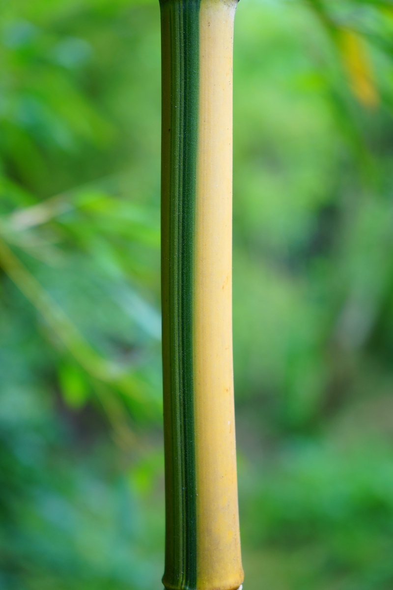 close-up, yellow, yellow bamboo, node bamboo, aureocaulis, green color, focus on foreground, field, tree, pole, land, nature, green, 5K, woody, metal