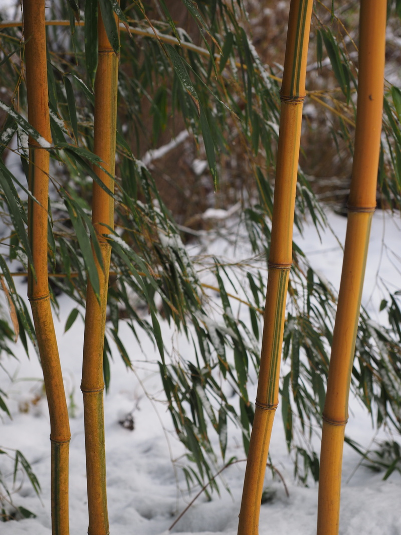 frozen, bamboo garden, outdoors, field, close-up, tree, snow, bamboo - plant, day, focus on foreground, tranquility, land, beauty in nature, node bamboo