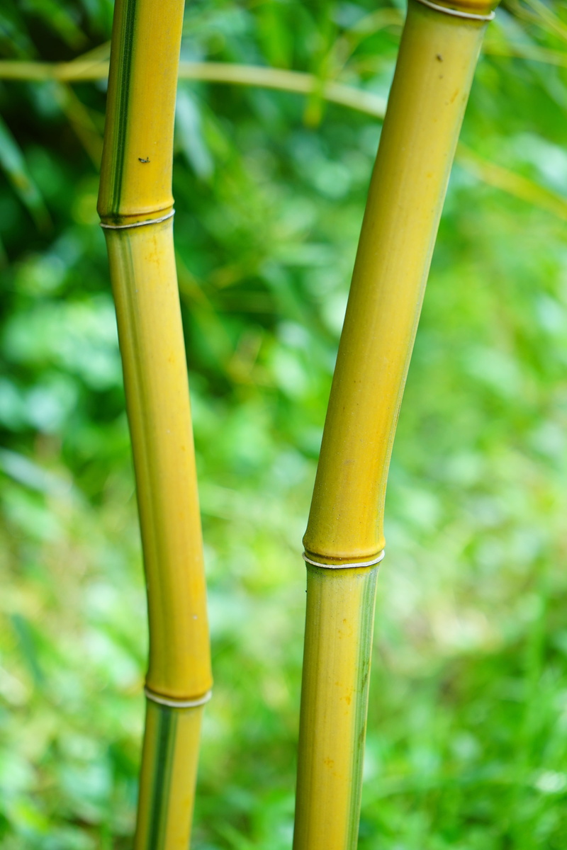 node bamboo, Stalk, green, field, focus on foreground, asia, leaf, bamboo Grove, Green, land, forest, gold bamboo tube, no people, photo, 5K, pole, plant