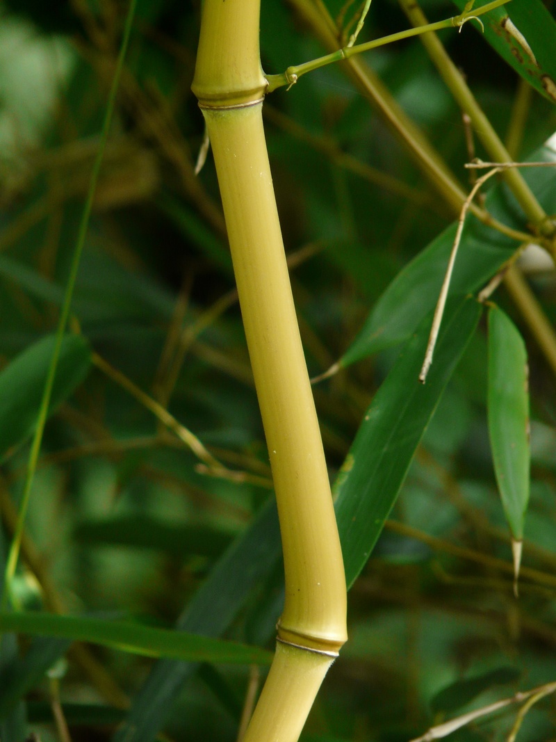 beauty in nature, bamboo art, gold bamboo tube, growth, day, node bamboo, green color, plant stem, blade of grass, bamboo - plant, land, selective focus