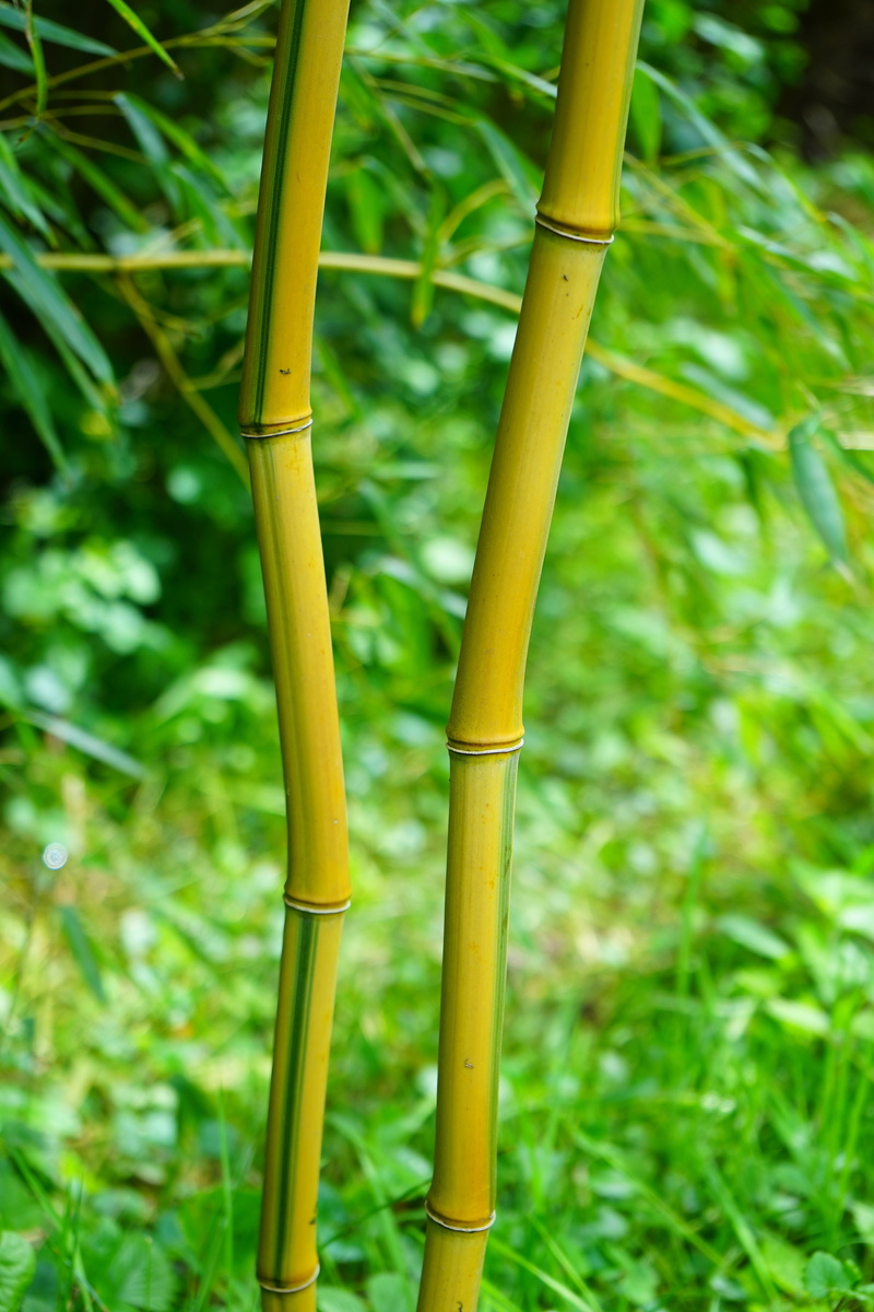 yellow, bamboo - Plant, aureocaulis, gold bamboo tube, bamboo, wood, bamboo garden, green, leaf, stalk, green Color, sunlight, field, forest, outdoors
