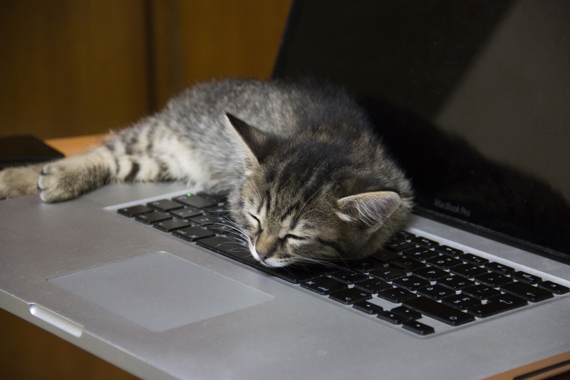 feline, cat, animal, animal themes, no people, desk, mammal, connection, table, technology, indoors, mouse, hardware, computer keyboard, relaxation, hard disk